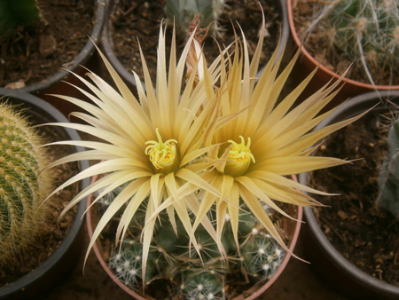 Missouri Foxtail Cactus