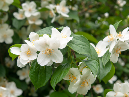 Mock Orange 