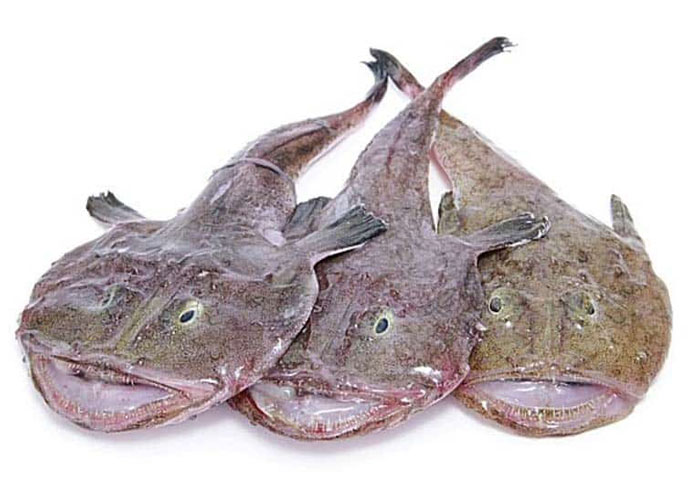 Monkfish