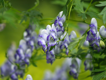 Monkshood  