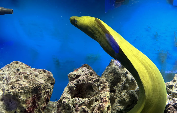 Moray Eel