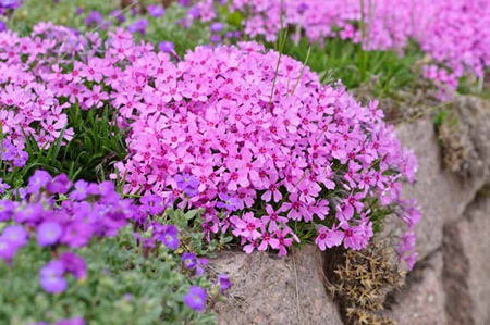 Moss Phlox 