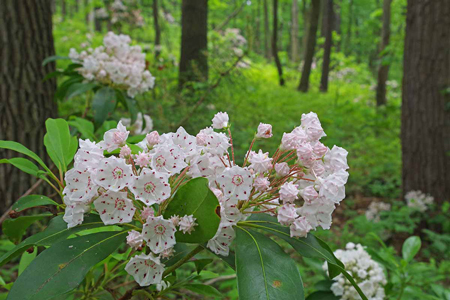 Mountain Laurel 