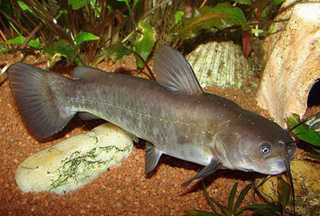 Mud Catfish