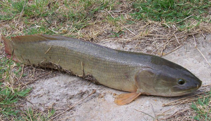 Mudfish