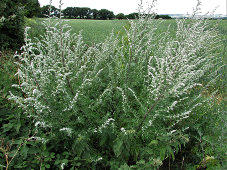 Mugwort  