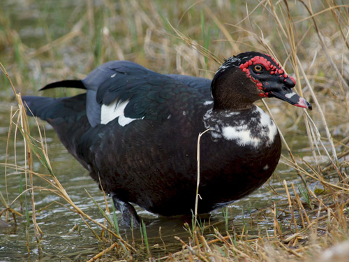 Muscovy Duck