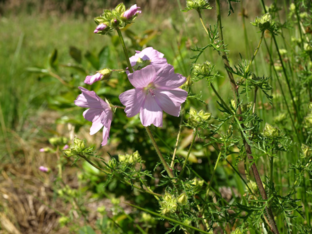 Musk mallow 