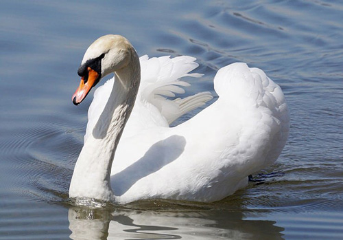 Mute Swan