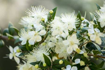 Myrtle Plant 