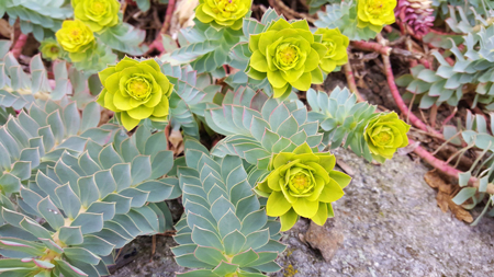 Myrtle spurge 