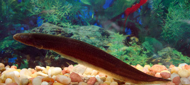 Naked-Back Knifefish