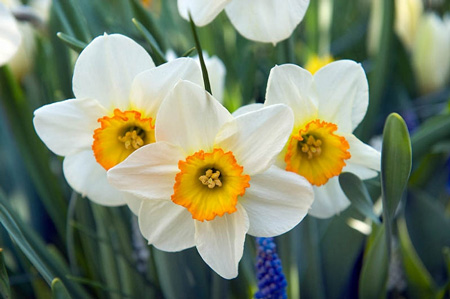 Narcissus