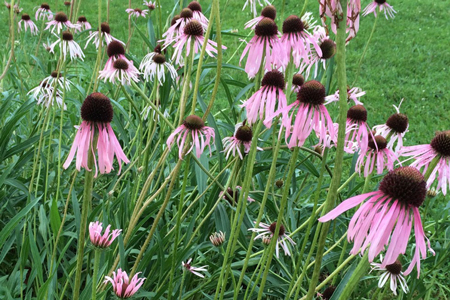 Narrow-leaf Coneflower 