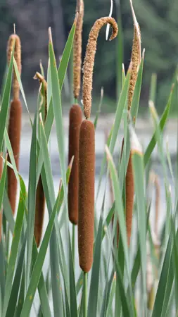 Narrow-leaved Cattail 