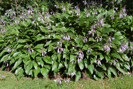 Narrow-leaved hosta 