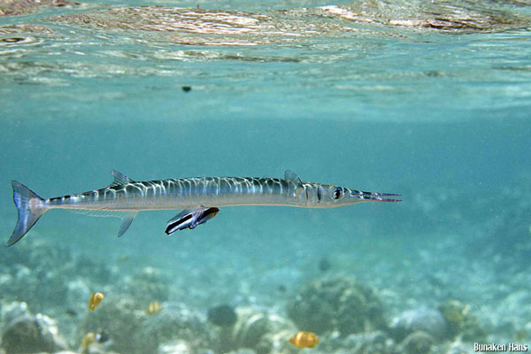 Needlefish