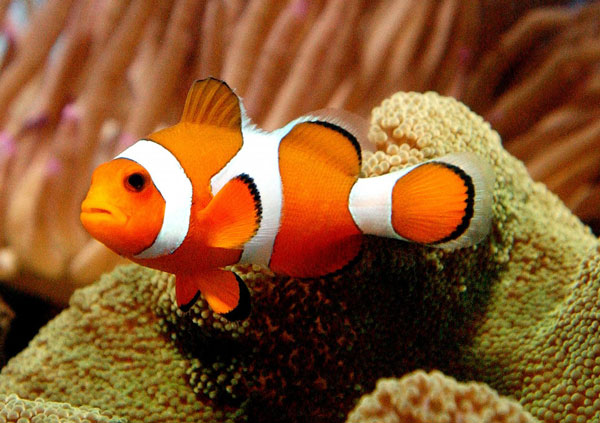 Nemo