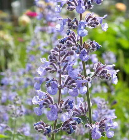 Nepeta Six Hills Giant