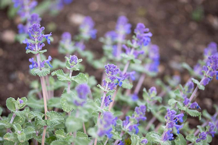 Nepeta  