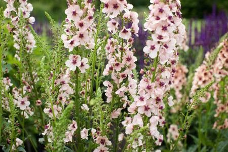 Nettle-leaved Mullein 