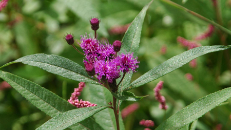 New York ironweed