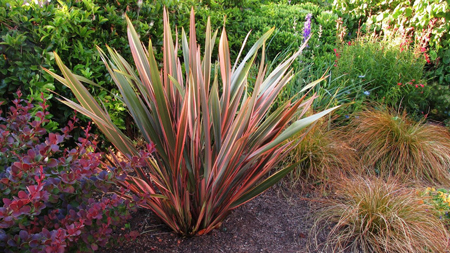 New Zealand flax