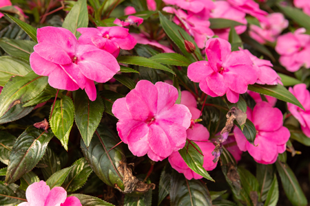 New guinea impatiens