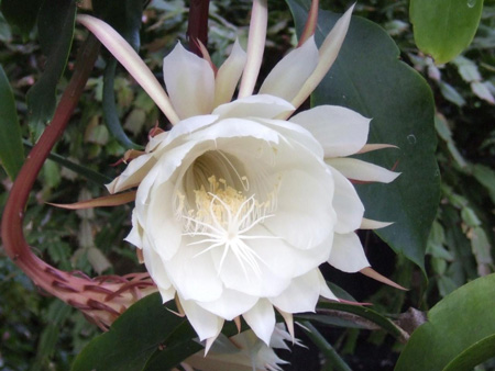 Night-Blooming Cereus