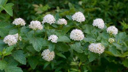 Ninebark (Physocarpus) 