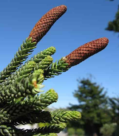 Norfolk Island Pine