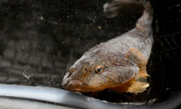 Northern Clingfish