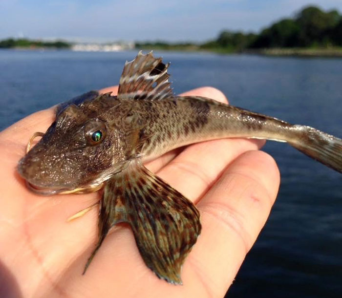 Northern Sea Robin