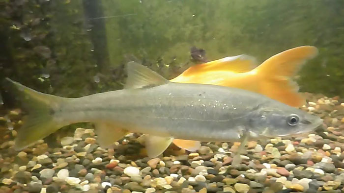 Northern Squawfish