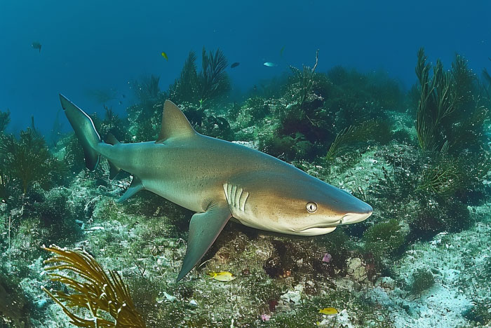 Nurse Shark