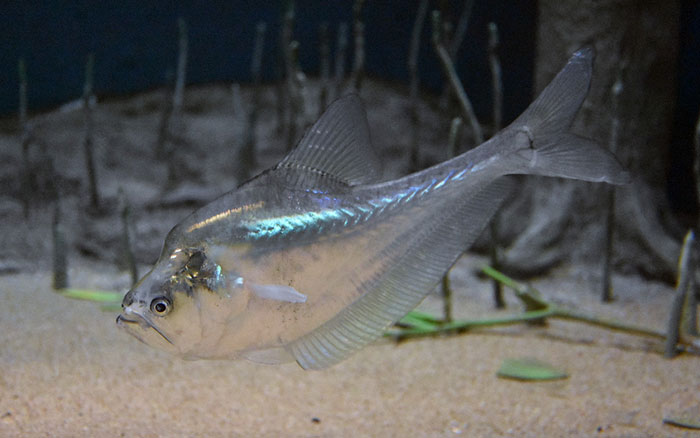 Nurseryfish