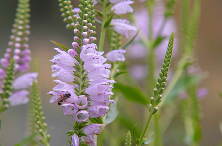 Obedient plant 