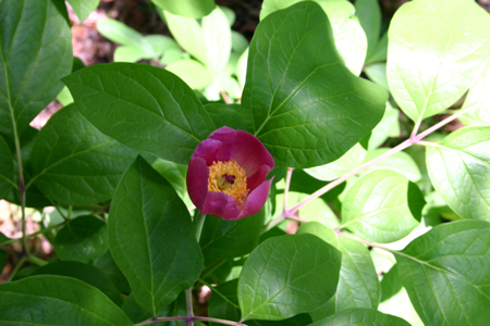 Obovate peony 