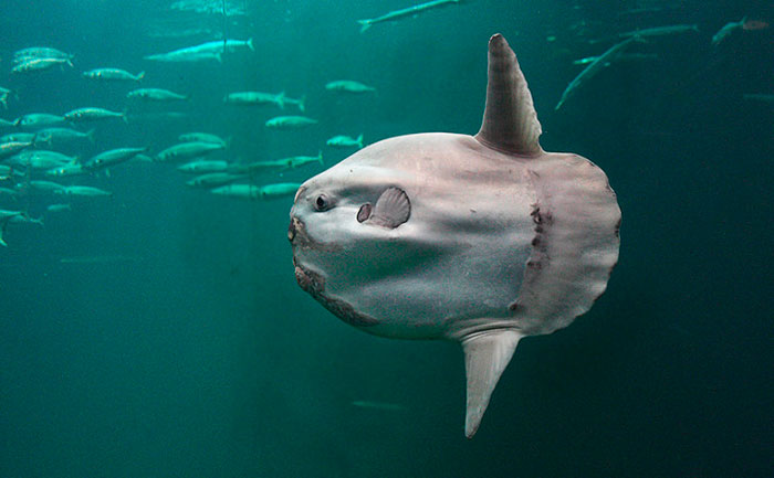 Ocean Sunfish