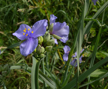 Ohio spiderwort 