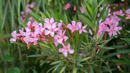 Oleander Plant 