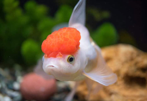 Oranda