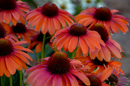 Orange coneflower 