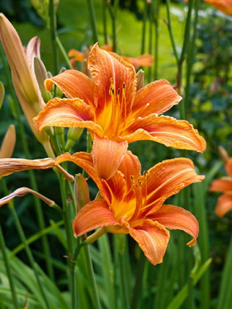 Orange daylily 