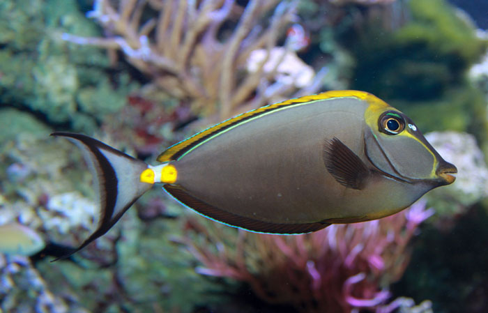 Orangespine Unicornfish