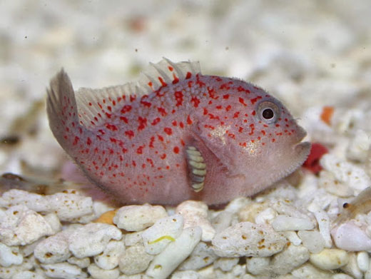 Orbicular Velvetfish