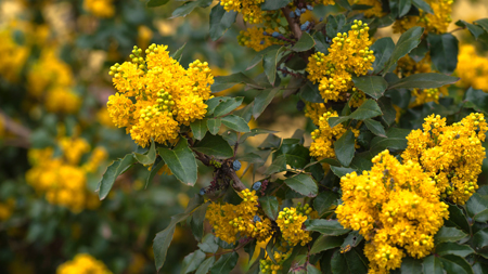 Oregon Grape 