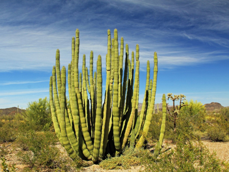 Organ Pipe Cactus