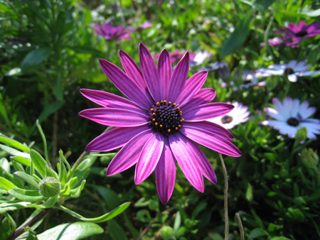 Osteospermum