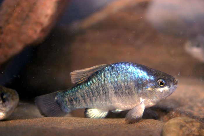 Owens Pupfish